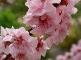 Prunus Blossom 